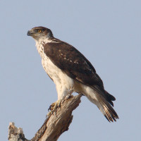 African Hawk-Eagle